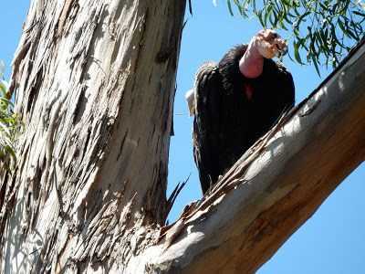 Andrew Barton Monterey Vulture