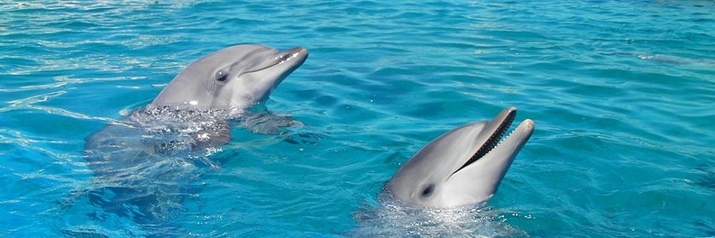 Dolphins